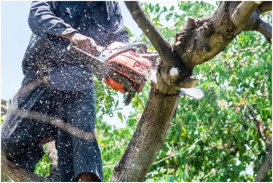 tree services Whitewater